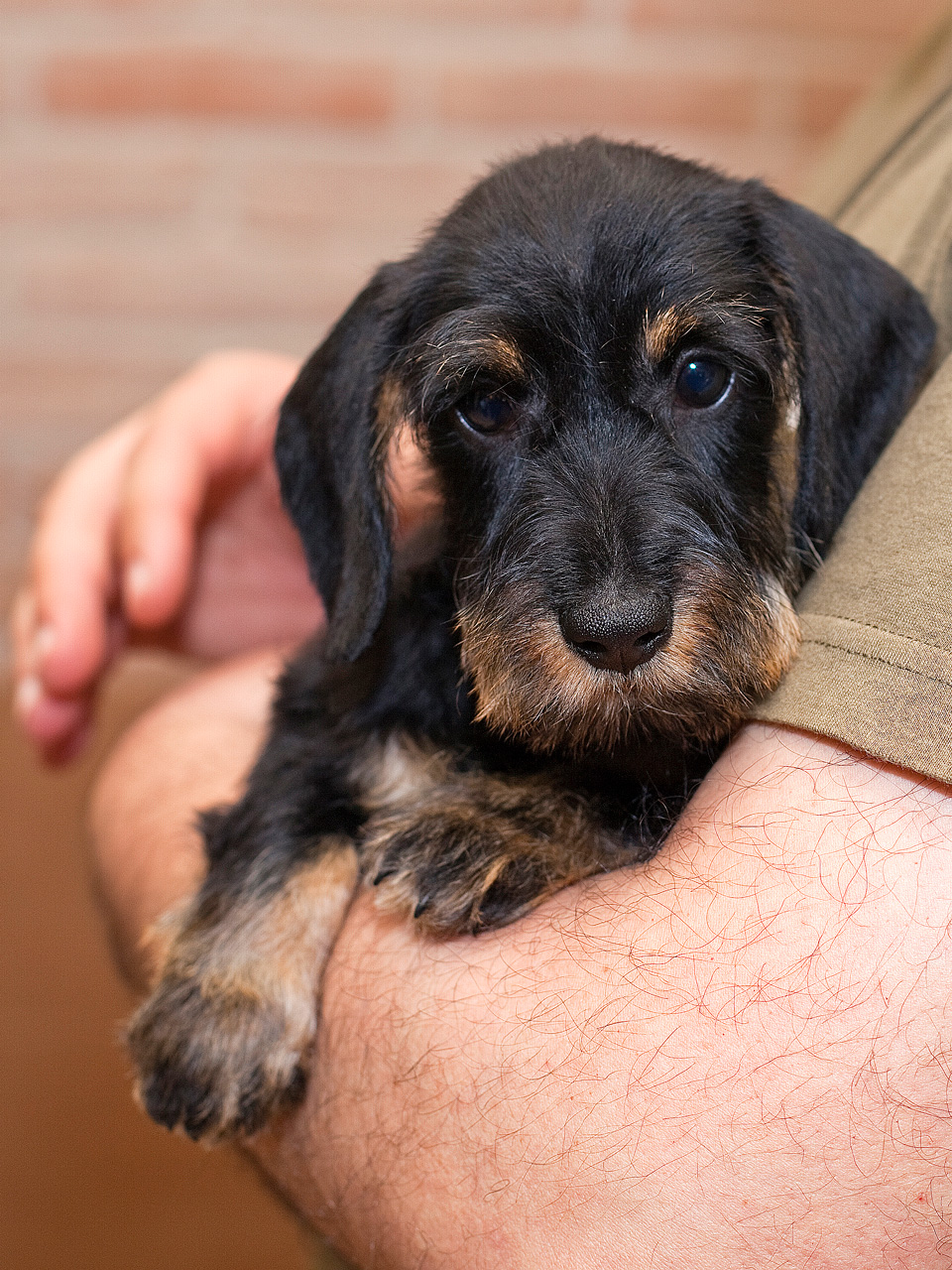 Cuccioli Bassotto Nano Kaninchen Pelo Duro Roma