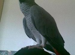 smarrito - pappagallo - grigio coda rossa- cenerin