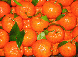 Le clementine calabresi Igp della Piana di Sibari
