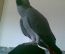smarrito - pappagallo - grigio coda rossa- cenerin
