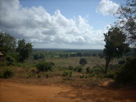 savana