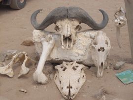 Tsavo Est